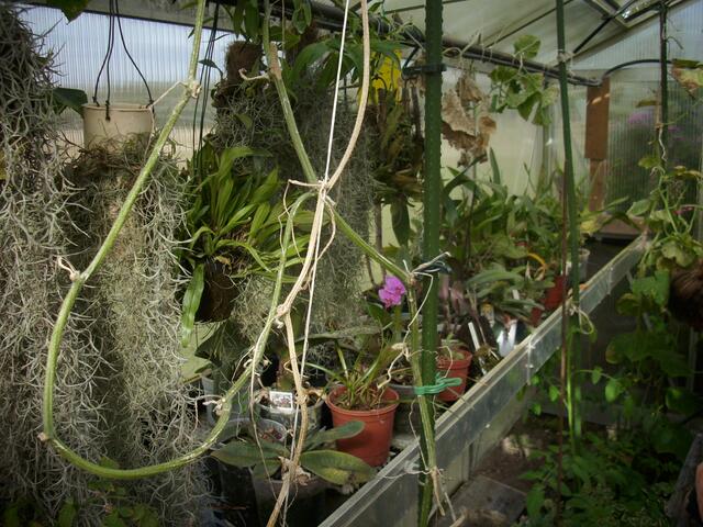 Orchideen und "Schwarze Russen" (Tomate)