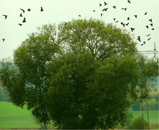 Alle Vögel fliegen.....hoch!
