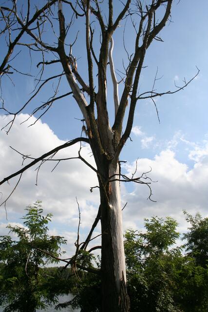 mein Freund der Baum ist ...das war der Biber
