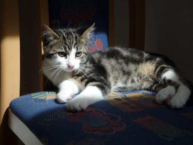 aktuelles bild - beim sonnen-