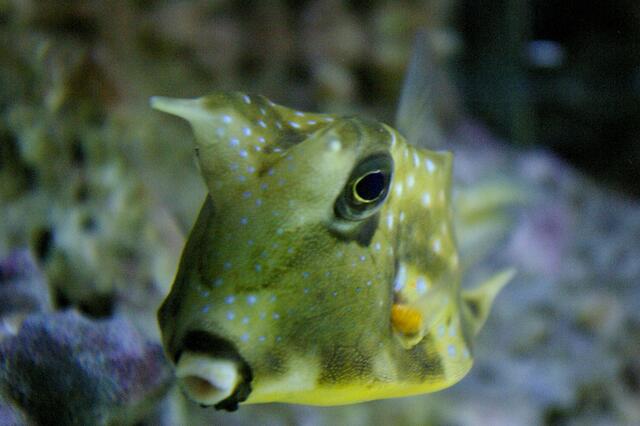 als wenn er mich verstehen könnte