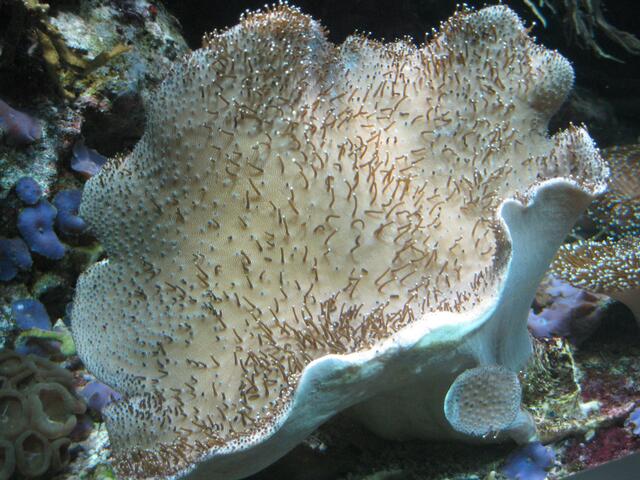 ein ziemlich großes Ding