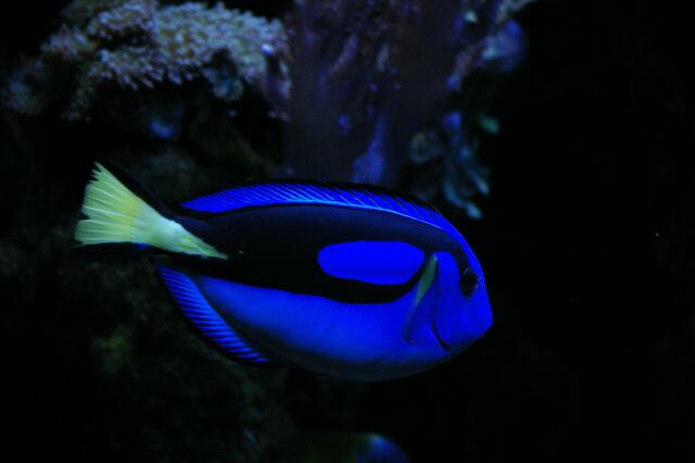 nicht getürkt, der ist so