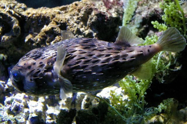 soll ne Delikatesse für Spezies sein