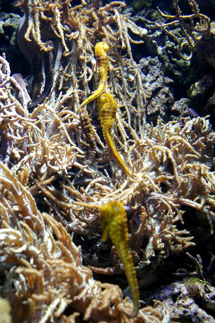 einfach nur liebe Gesellen