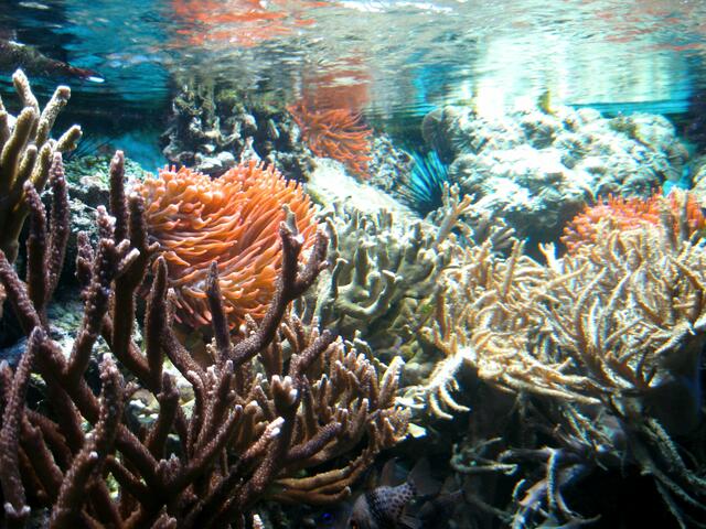 Wunderwelt Korallen