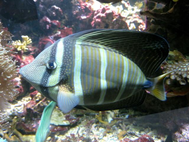 was für Farben und Linien