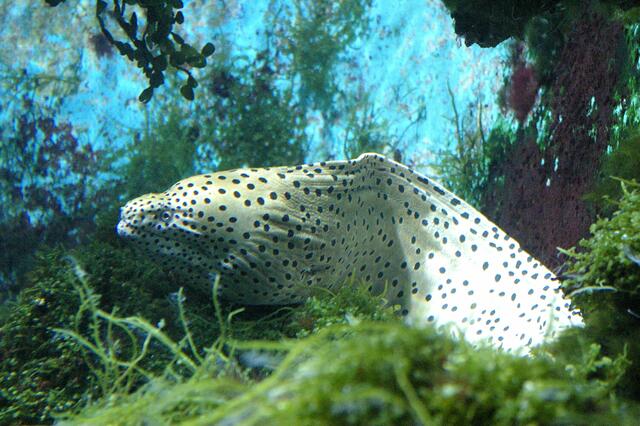 die schaut immer grimmig