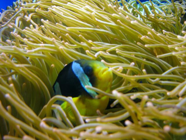 ich versteck mich doch noch