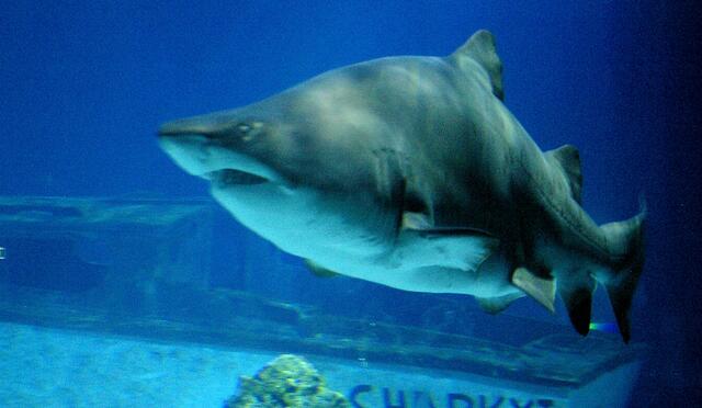 die sahen etwas unfreundlicher aus