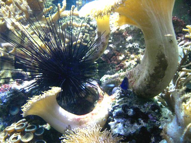 auch dieser stachelige Bursche