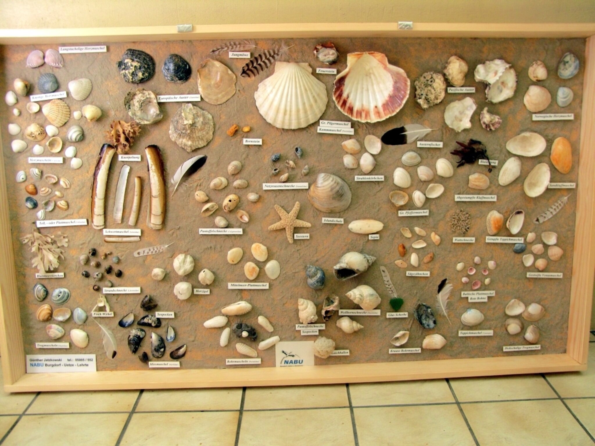 Muscheln der Nordsee - Burgdorf