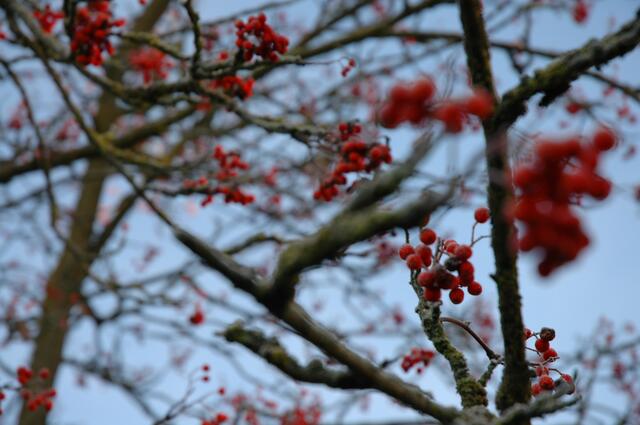 Ist er nicht wunderschön, dieser Vogelbeerbaum?