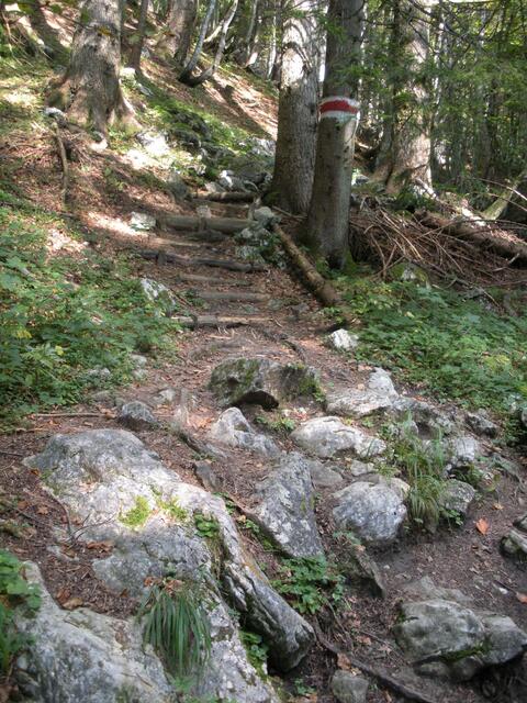 Durch den Wald zur Kohleralm