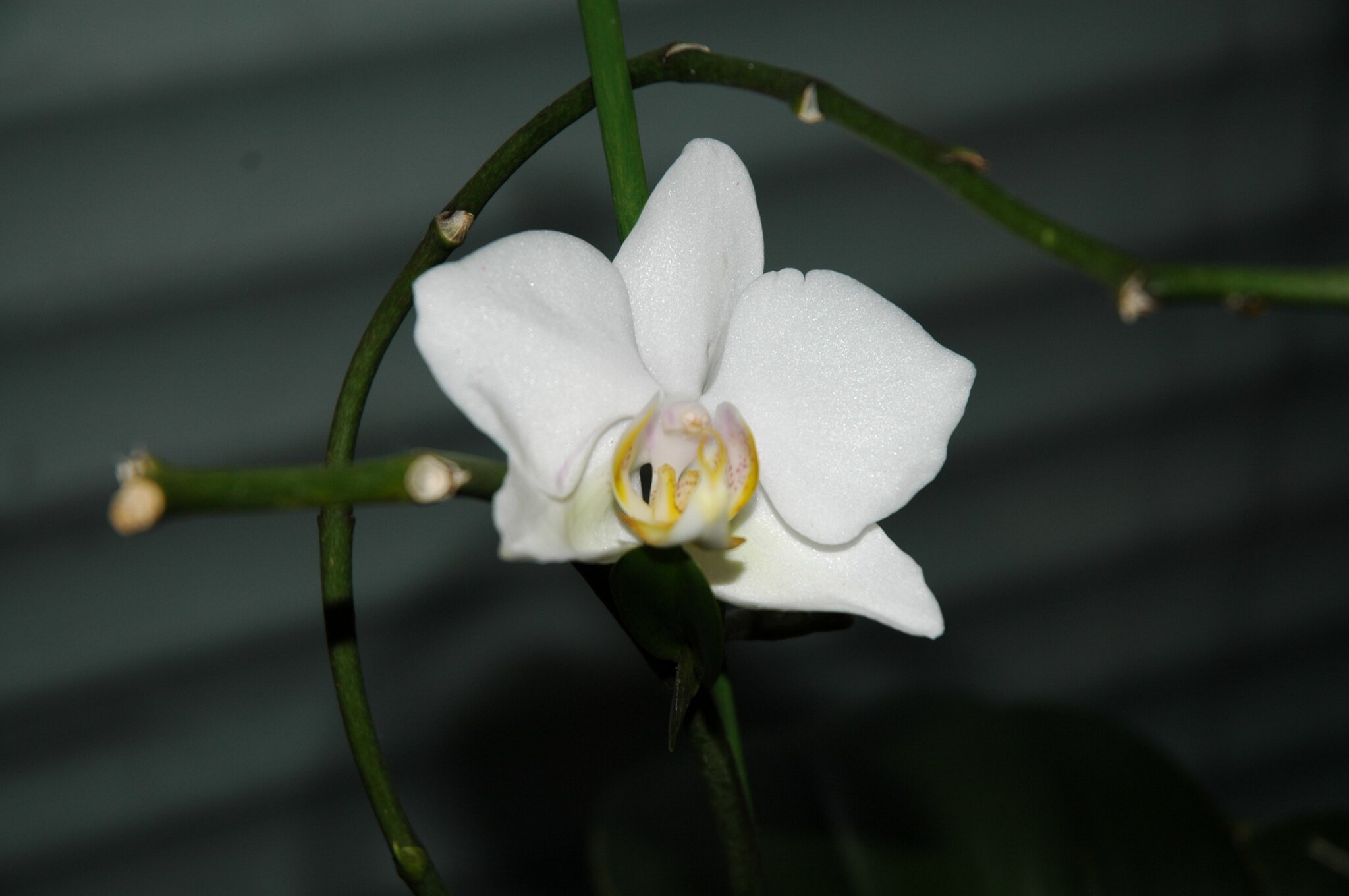 "Siehe, ich sende einen Engel vor Dir her" Meitingen