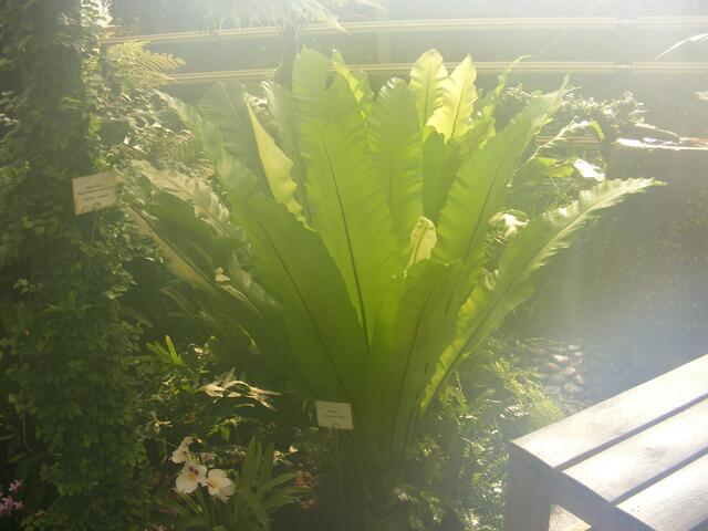 ...mein erstes Foto im Tropenhaus, auch die Kamera schwitzte