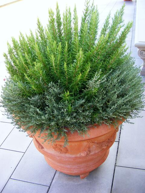 Rosmarin und Lavendel