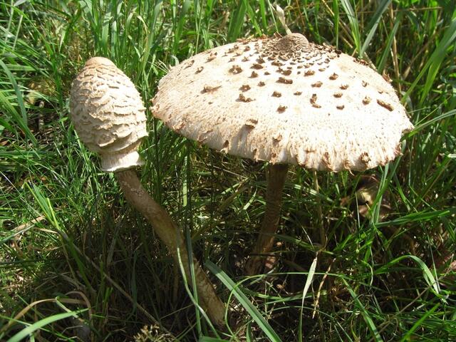 Parasol, guter Speisepilz