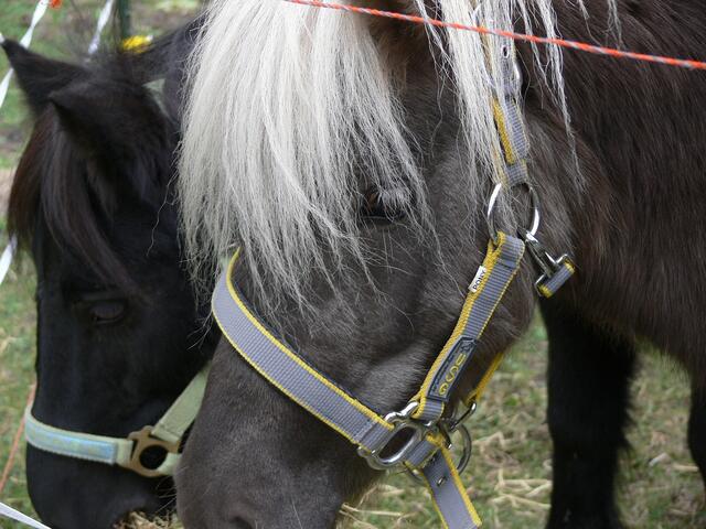 Ponys beim Fressen