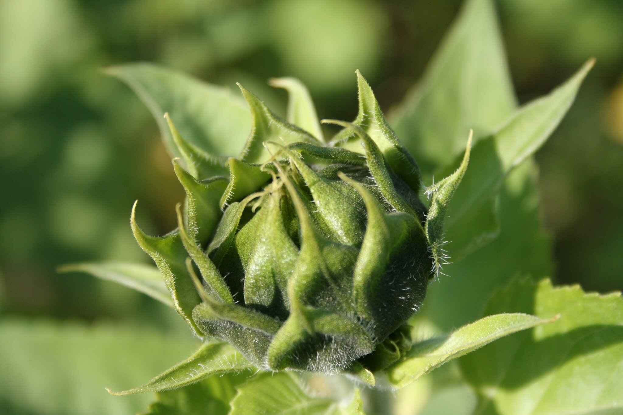  Rätsel - welche Blume wird hieraus entstehen - Meitingen Motiv 
