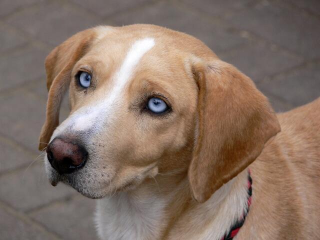 Ist der nicht zum Klauen? Vermute Husky-Basset-Mix.