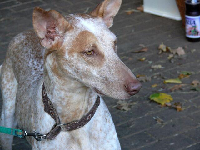 Podenco