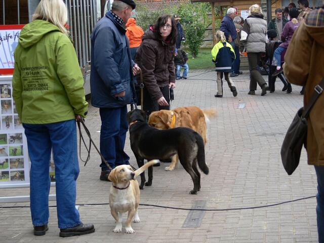 Hunde zu vermitteln....