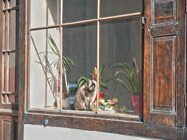 Schade, dass die Katze hinter der Scheibe sitzt, ich hätte sie gerne gejagt ...