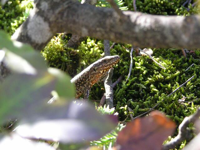 der Lurch im Unterholz