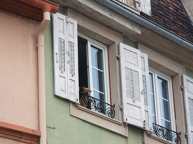 Da kläfft mich doch ein "Fenster-Hund" von oben an.