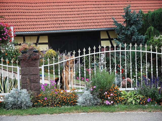 Zum Schluss noch ein Bild von meinem neuen Freund aus dem Elsass ...