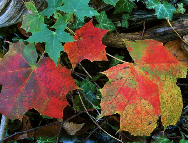 Wunderschön buntes Herbstlaub
