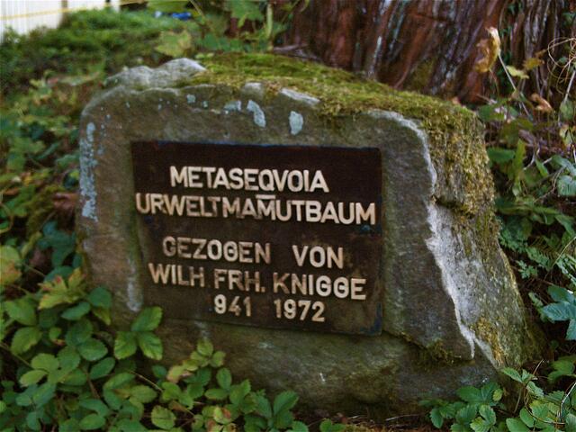 Ein Urweltmamutbaum? Was es alles gibt!