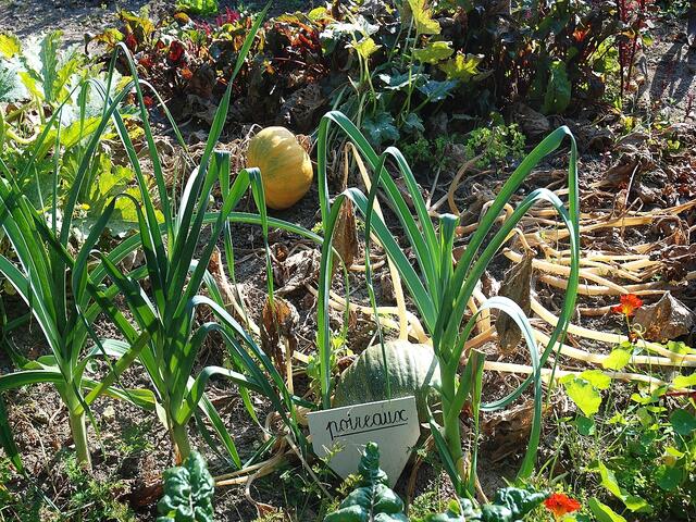Ein "leckerer" Bauerngarten !!!