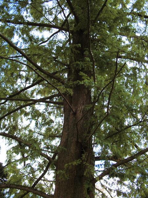 Hier ist er, der Urweltmamutbaum von Knigges.