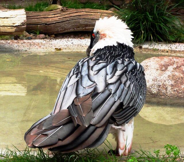 Zoo Hannover