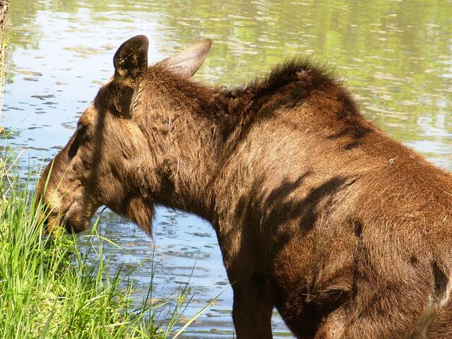 Saupark Springe