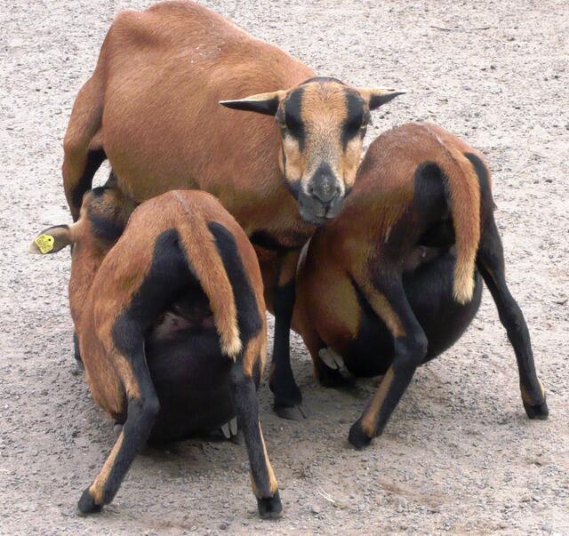 "Wann ist es endlich vorbei?" Zoo Hannover
