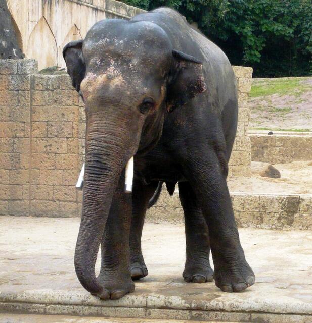 Zoo Hannover