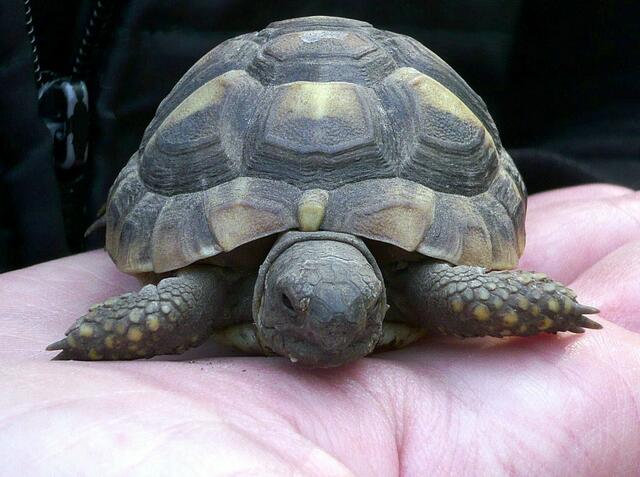 Mini-Schildkröte (Burgdorf)