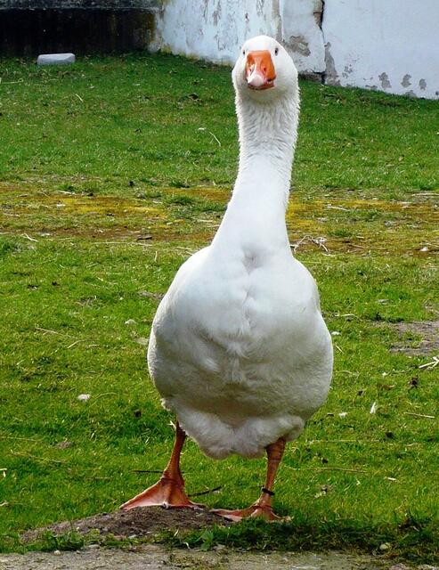Coole Gans in Bergen an der Dumme