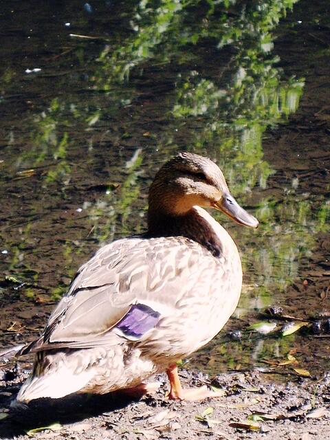 Irgendwo am Teich