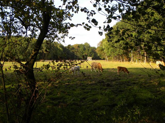 ..noch sind die Tiere draußen....