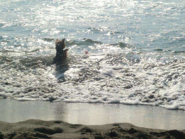 Auch Hund fühlt sich am Strand von Marina di Grosseto wohl