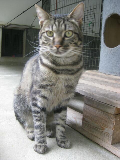 Jonas
