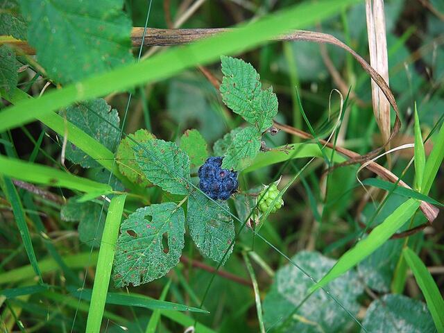 Natur in der Natur - und auch ein farbenfroher Blickfang.