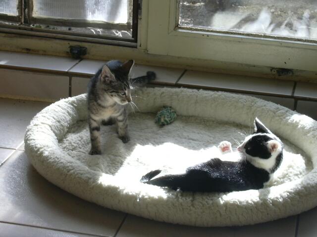 Katzenkinder