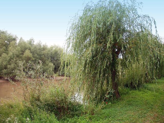 Ein Naturparadies: das Delta der Sauer