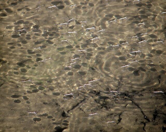 Wasserläufer