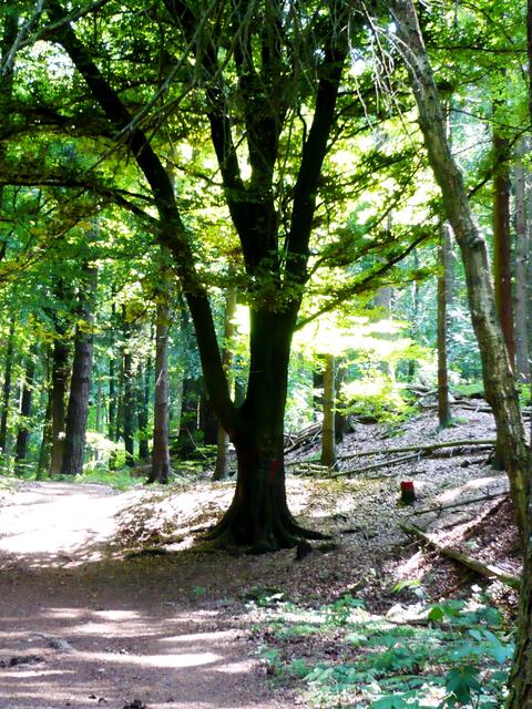 Ich liebe Waldspaziergänge!